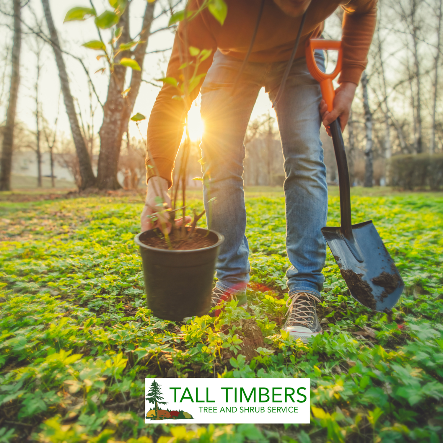Tree Care Expert Insights | Tall Timbers Blog | Arborist Tips